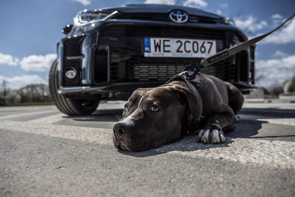 Test. Toyota GR Yaris, czyli pitbull na czterech kołach